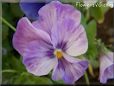 purple white pansy flower