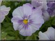 purple white pansy flower