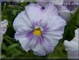 purple white pansy flower