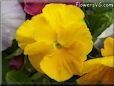 yellow pansy flower