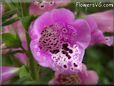  fox glove flower pictures