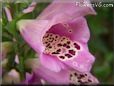  fox glove flower pictures