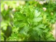 Curled Parsley herb pictures