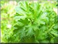  parsley