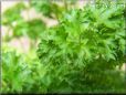  parsley