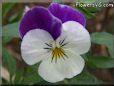 white purple pansy flower