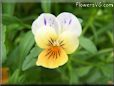 orange white pansy flower