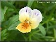 orange white pansy flower