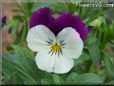 white purple pansy flower