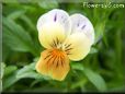 orange white pansy flower
