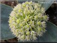 allium flower