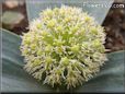 allium flower