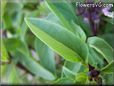 basil thai leaves