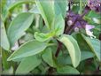 basil thai leaves