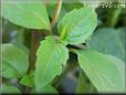 Cinnamon Basil leaf pictures