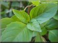 basil cinnamon leaves