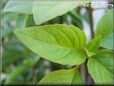 basil cinnamon leaves