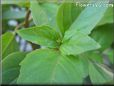 basil cinnamon leaves