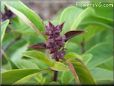 basil thai leaves