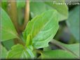 Cinnamon Basil herb pictures