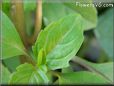 basil cinnamon leaves