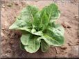 small lettuce  pictures