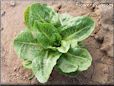 small lettuce