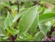 basil thai leaves