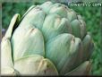 artichoke head