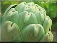 closed artichoke pictures