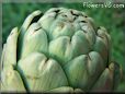 artichoke head