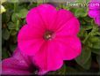 petunia flower
