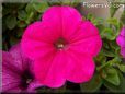petunia flower