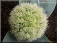 allium flower