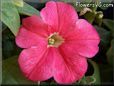 petunia flower
