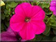 petunia flower