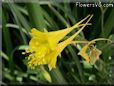yellow columbine flower