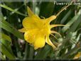 yellow columbine flower