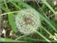 dandelion seed