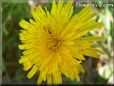 yellow dandelion