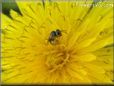 yellow dandelion