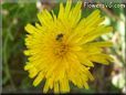 yellow dandelion