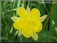 yellow columbine flower