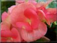 light red begonia flower