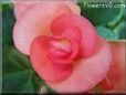 light red begonia flower