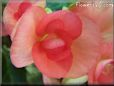 light red begonia flower