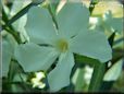 White mandevilla flower