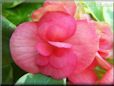 light red begonia flower