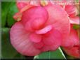 light red begonia flower