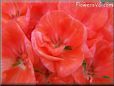 red geranium flower